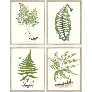 AP- VINTAGE FERNS 9-12